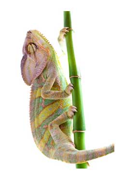 The Chameleon Leader